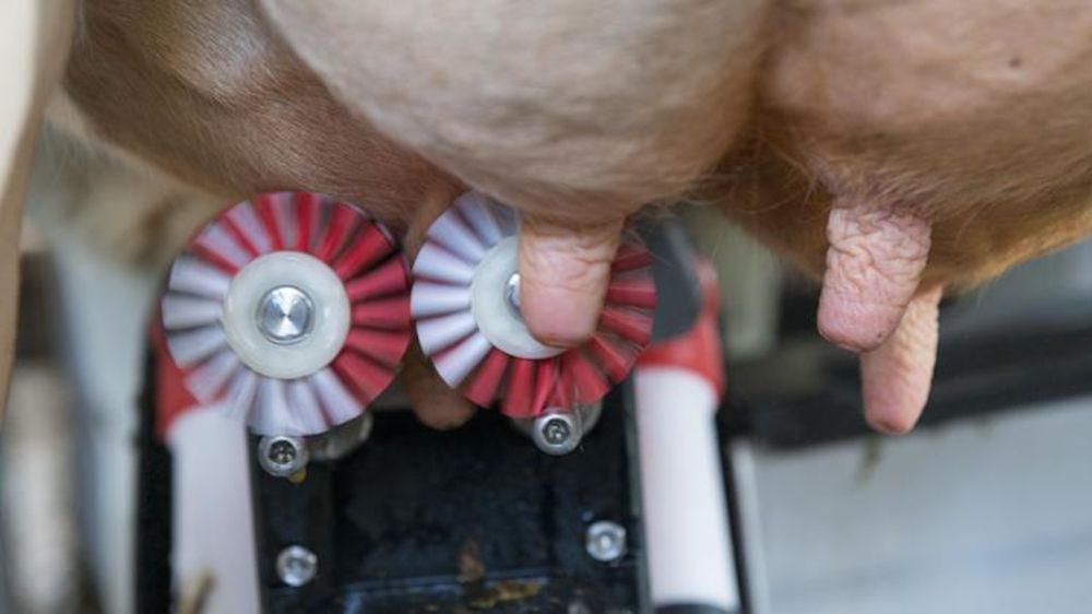 Lely adapte le temps de brossage des trayons sur ses robots de traite. © Lely